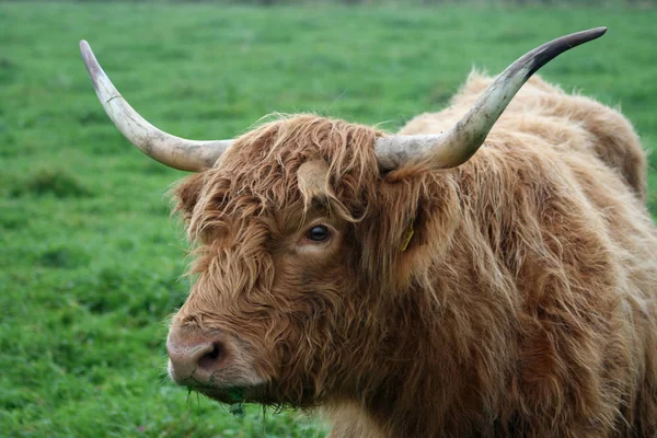 Highland Ganado Animales Vida Silvestre — Foto de Stock