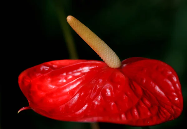 Flamingoblume Naturalne Tło Kwiat — Zdjęcie stockowe