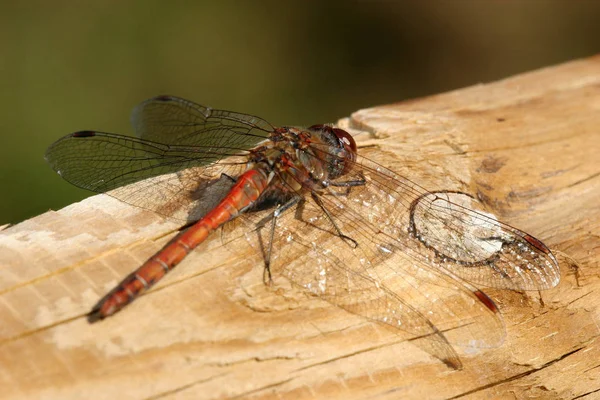 Libelle Der Abendsonne — Stockfoto