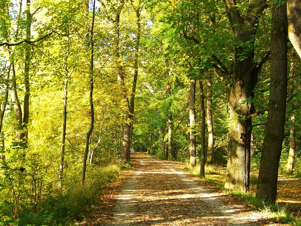 Atmosfera Jesienna Ostrość Selektywna — Zdjęcie stockowe