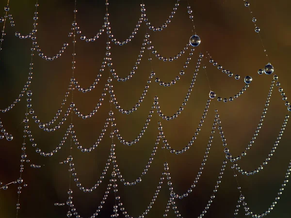 Toile Araignée Insecte Piège — Photo