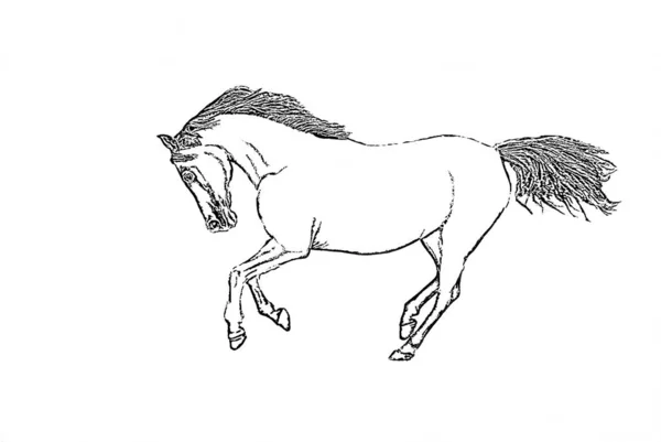 Kresba Koně Izolovaná Bílém — Stock fotografie