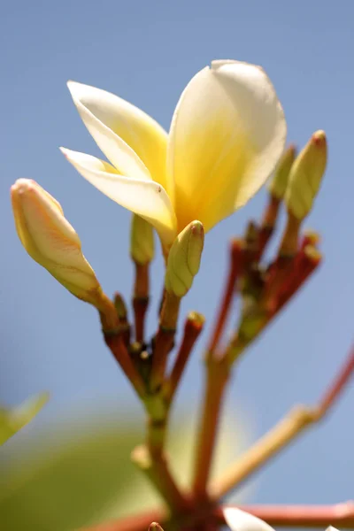 Schöne Blumen Blumiges Konzept Hintergrund — Stockfoto