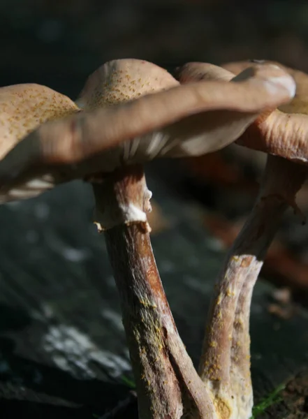 生长五彩缤纷的蘑菇 自然背景 — 图库照片