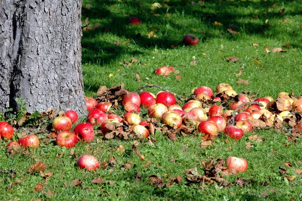 Pommes Fraîches Mûres Saine Alimentation — Photo