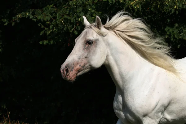 Carino Cavallo Natura Selvaggia — Foto Stock