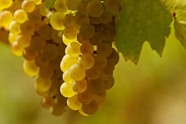 Uvas Que Crescem Ramos Árvore — Fotografia de Stock