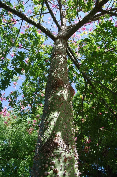 Lisboa Descoberta Informações Interessantes Sobre Esta Árvore Ver Foto 857 — Fotografia de Stock