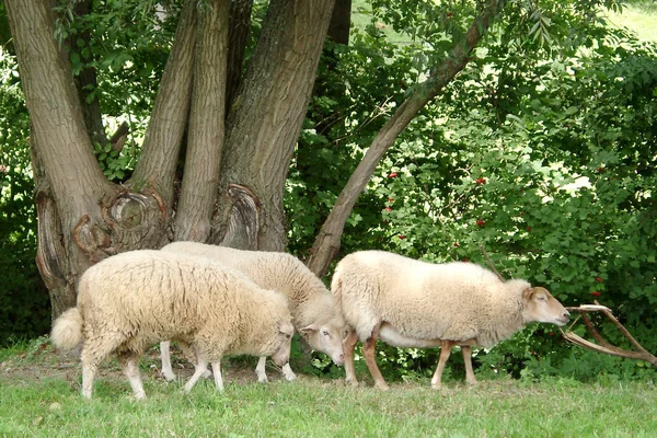 Báránybőrbe Csomagolva — Stock Fotó