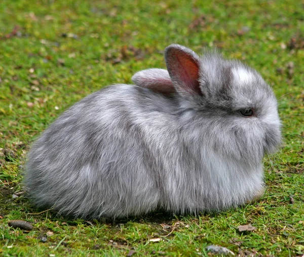 Different Animals Selective Focus — Stock Photo, Image