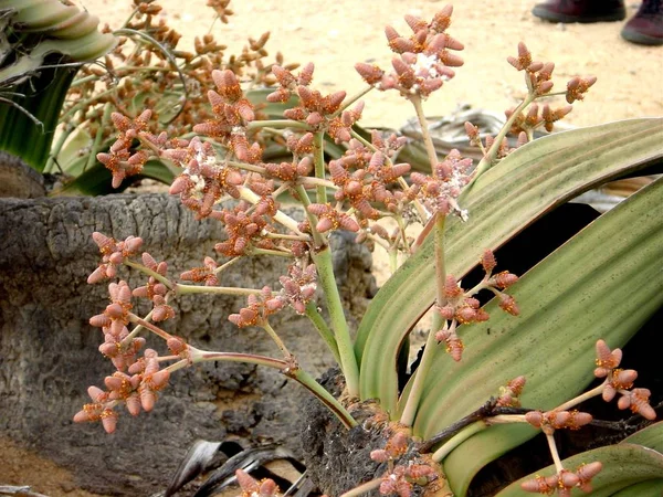 Welwitschia Kwiat Namib — Zdjęcie stockowe