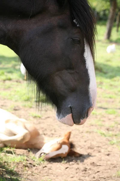 Carino Cavallo Natura Selvaggia — Foto Stock