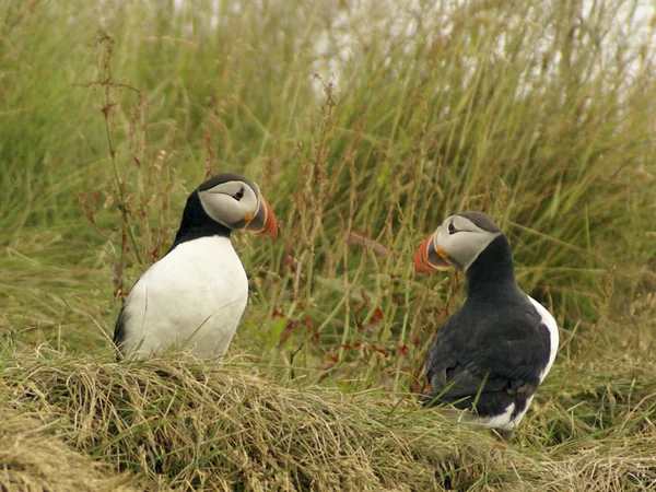 Malebný Pohled Krásné Puffin Ptáka Přírodě — Stock fotografie