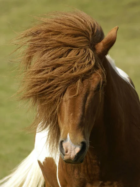Deze Geweldige Pony Ving Dit Jaar Vakantie Ijsland Een Enorme — Stockfoto