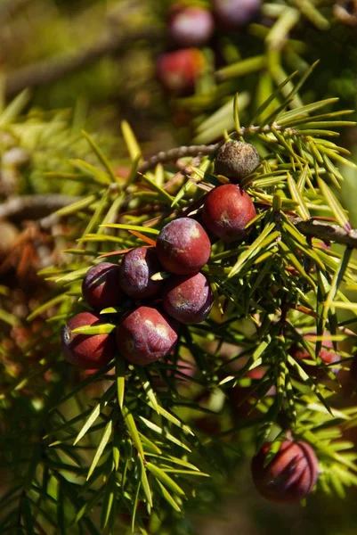 Färgglada Bakgrund För Jul Eller Nyår Semester Kort — Stockfoto