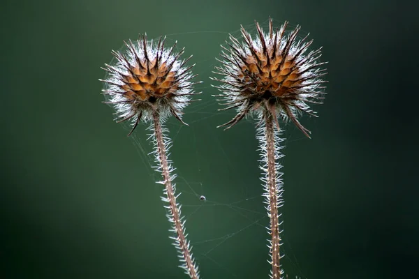 Vacker Botanisk Skott Naturliga Tapeter — Stockfoto