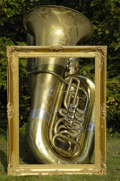 Parktaki Altın Trompet — Stok fotoğraf