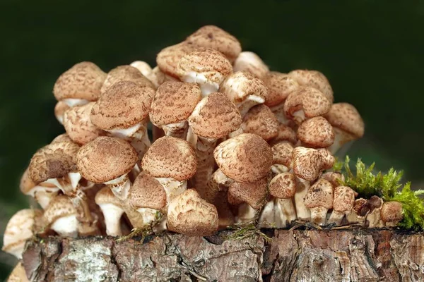 Paddenstoelen Schimmelflora Plantkunde — Stockfoto