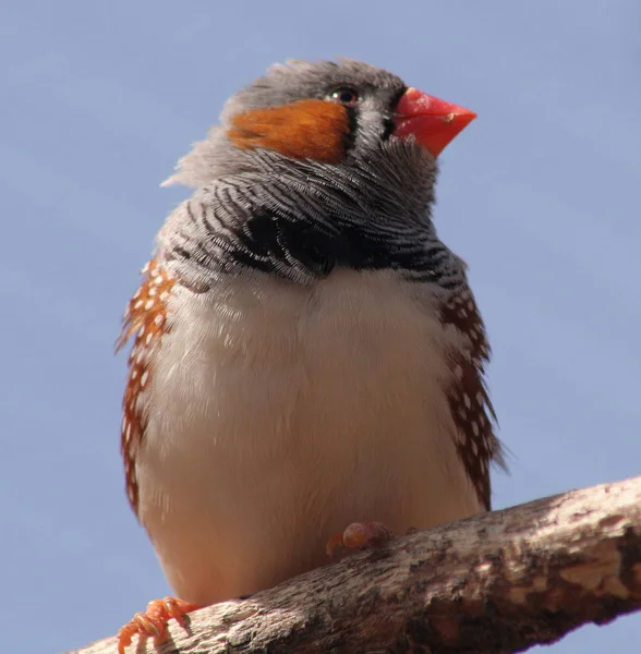 Schilderachtig Schot Van Vogel Outdoor Scene — Stockfoto