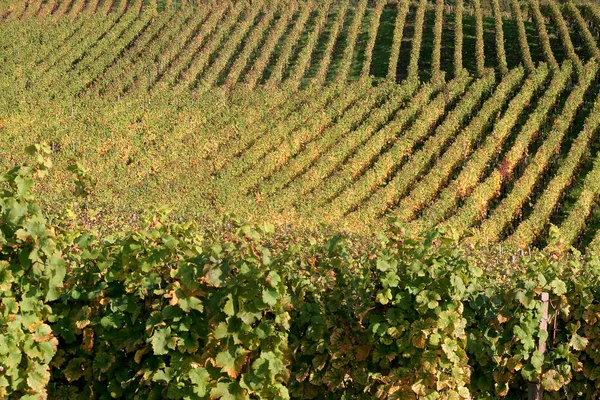 Agricoltura Vigneto Flora Folaige Campagna — Foto Stock