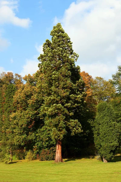 Sequoia Árvores Árvore Enorme Flora Natureza — Fotografia de Stock