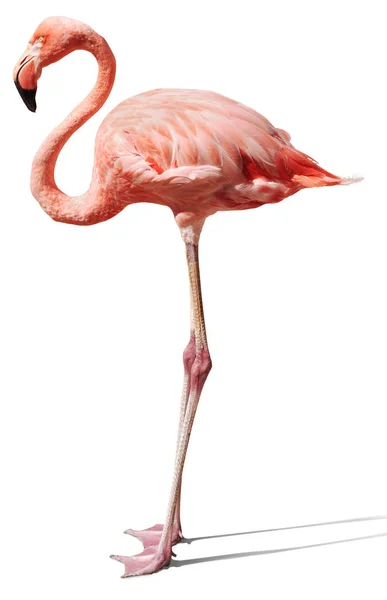 Flamingo Sfondo Uccello Naturale — Foto Stock