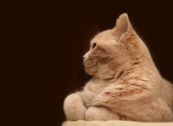 Retrato Lindo Gato — Foto de Stock