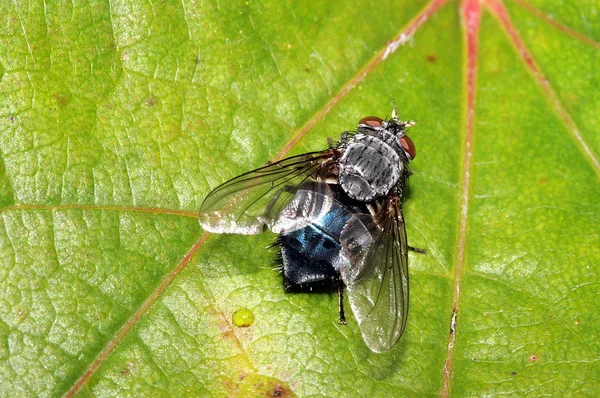 Droppe Före Avgång — Stockfoto