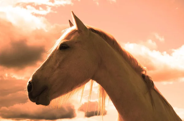 Horse Field — Stock Photo, Image