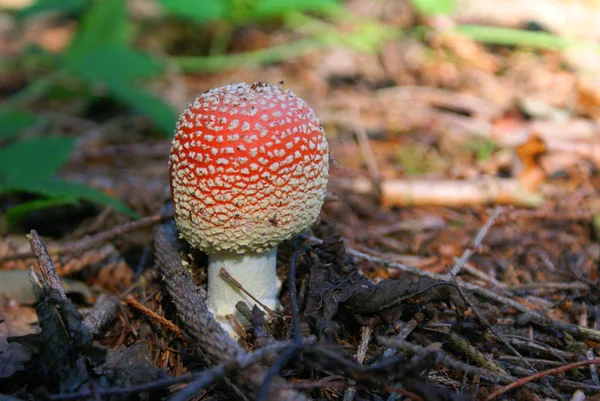 Red Toadstool Belongs Group Poisonous Fungi — Stock Photo, Image