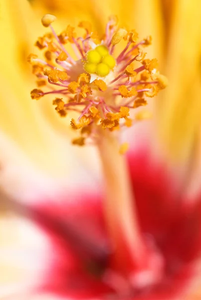 Scenico Bel Fiore Ibisco Colorato — Foto Stock