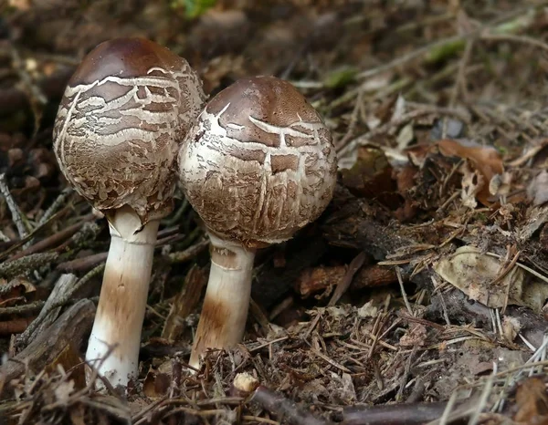 Culture Champignons Dans Forêt Fond Nature — Photo