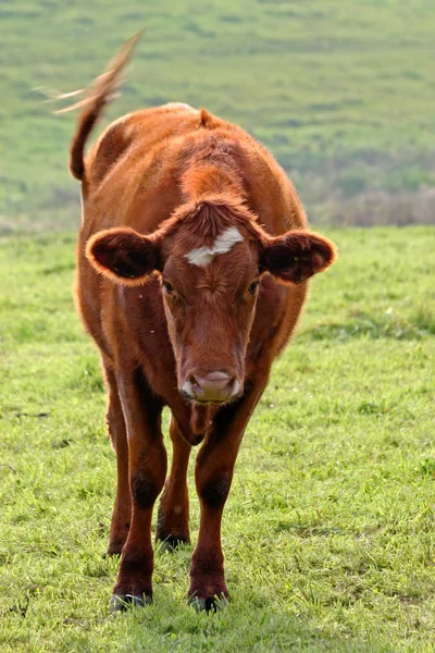 Fazenda Animal Foco Seletivo — Fotografia de Stock