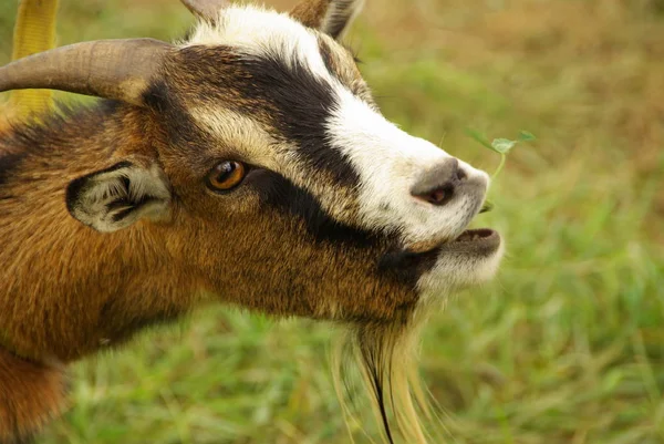 stock image Domestic livestock on farm pasture