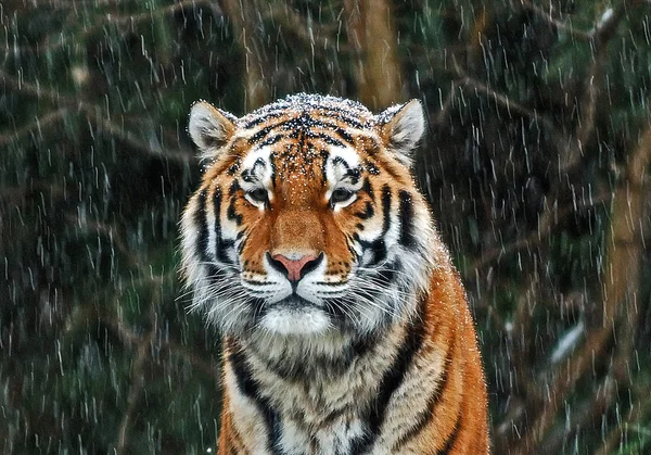 Tigre Neve — Fotografia de Stock