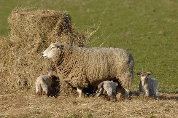 Moutons Domestiques Sur Pâturage — Photo