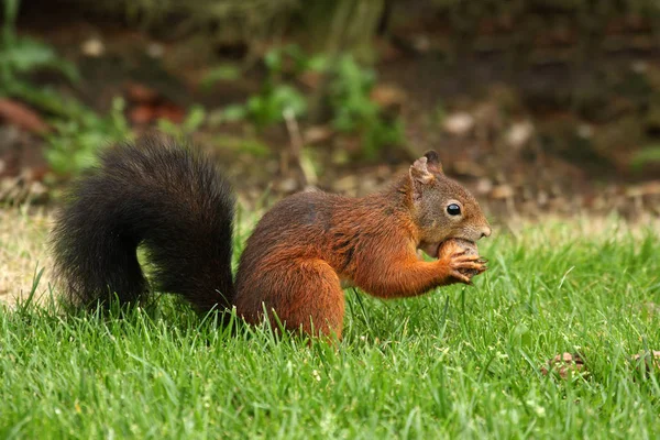 Eichhörnchen Tier Der Natur Flauschiges Eichhörnchen — Stockfoto