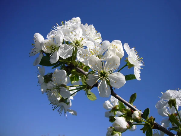 Fleurs Cerisier Printemps — Photo