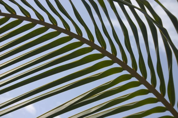 Green Tropical Palm Leaf Background — Stock Photo, Image