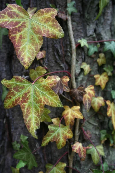 Liście Bluszczu Roślina Wspinaczkowa Liście Roślinne — Zdjęcie stockowe