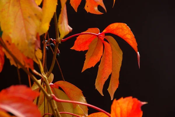 Beautiful Colorful Autumn Foliage — Stock Photo, Image