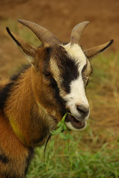 Domestic Livestock Farm Pasture — Stock Photo, Image