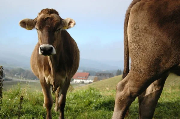 Krávy Přírodní Krajině Selektivní Zaměření — Stock fotografie