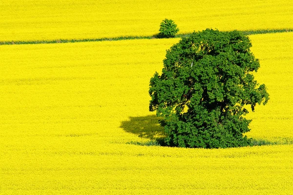 Baum Auf Dem Feld — Stockfoto