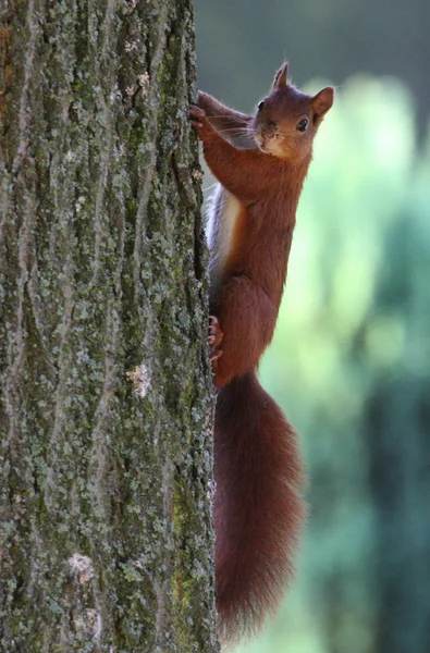 털북숭이 다람쥐 자연계의 다람쥐 — 스톡 사진