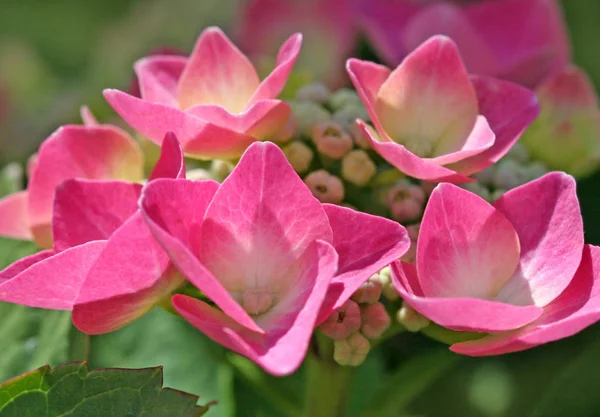 Schilderachtig Uitzicht Prachtige Kleurrijke Hortensia — Stockfoto