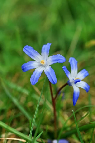 Tiros Botánicos Bautiful Fondo Pantalla Natural — Foto de Stock