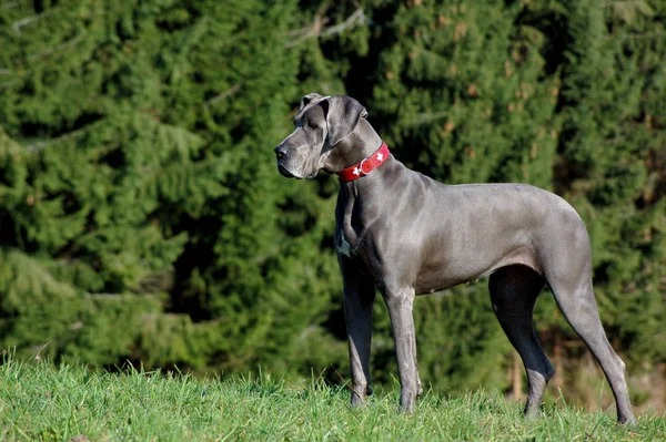 Porträt Eines Süßen Hundes — Stockfoto