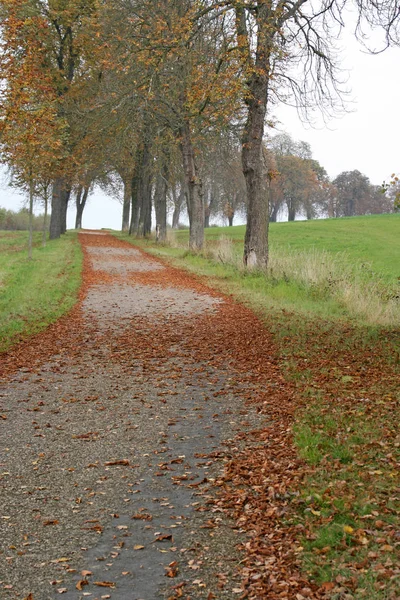 Beau Feuillage Automne Coloré Image En Vente