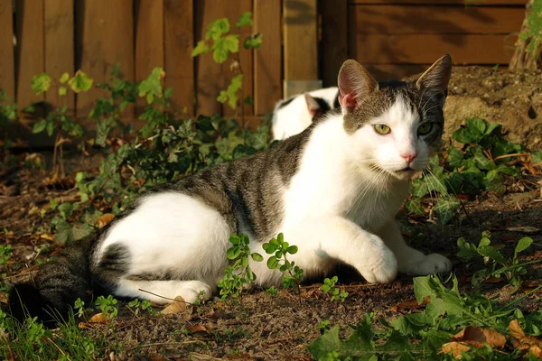 Ritratto Gatto Carino — Foto Stock